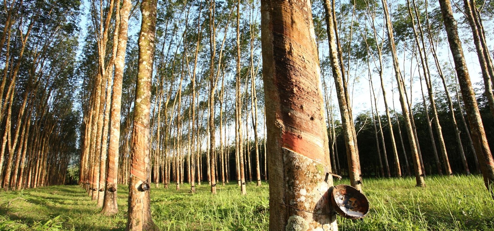 Latex Production Rubber tree